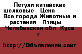 Петухи китайские шелковые › Цена ­ 1 000 - Все города Животные и растения » Птицы   . Челябинская обл.,Куса г.